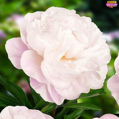 Pioen Gardenia