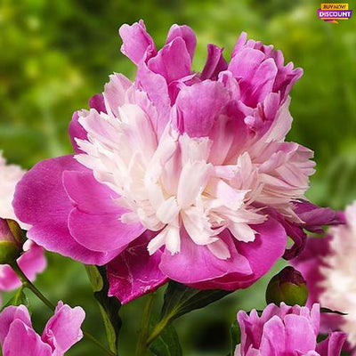Peony Gay Paree (Anemone)