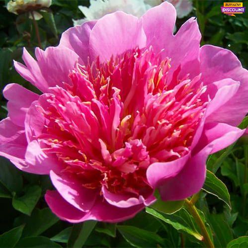 Peony Heidi - Peony Plants from Holland - Peonita