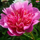 Peony Heidi - Peony Plants from Holland - Peonita