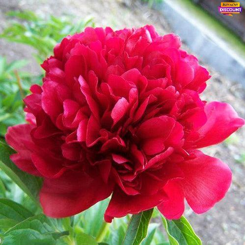 Peony Henry Bockstoce - Peony Plants from Holland - Peonita