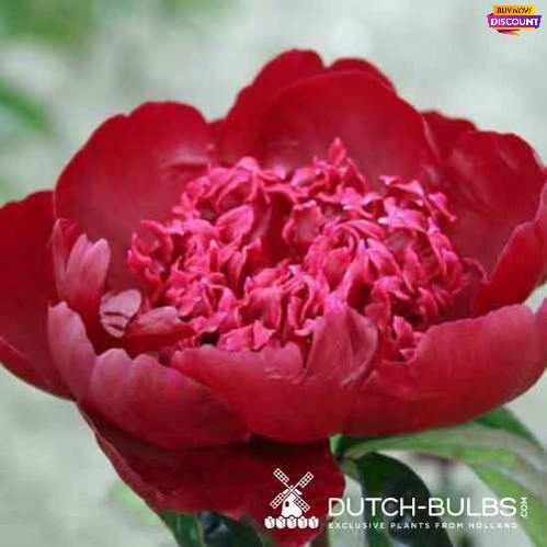 Peony Hot Chocolate - Peony Plants from Holland - Peonita