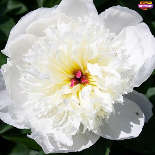 Peony Immaculee - Peony Plants from Holland - Peonita