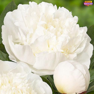Peony Immaculee