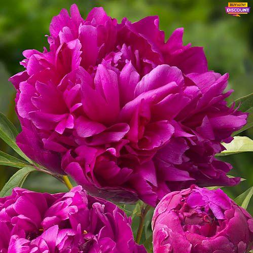 Peony Inspecteur Lavergne - Peony Plants from Holland - Peonita