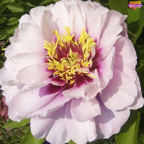 Peony itoh Cora Louise - Peony Plants from Holland - Peonita