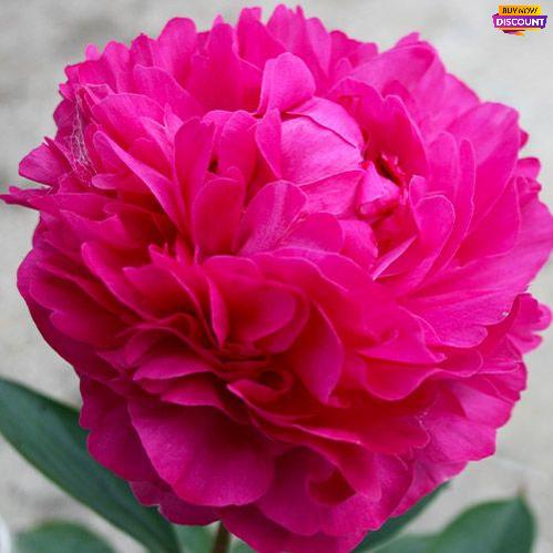Peony Kansas - Peony Plants from Holland - Peonita