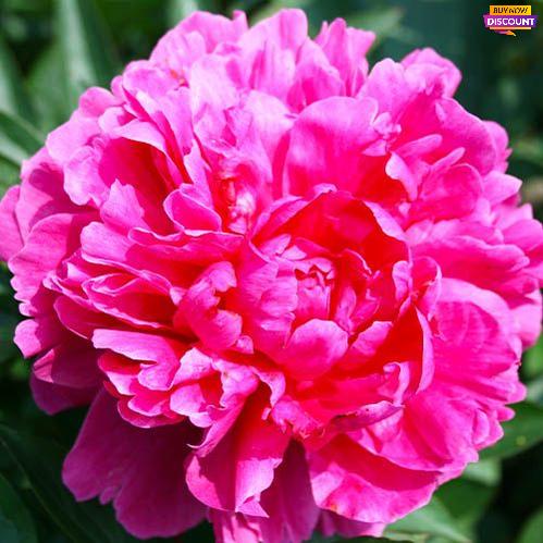 Peony Kansas - Peony Plants from Holland - Peonita
