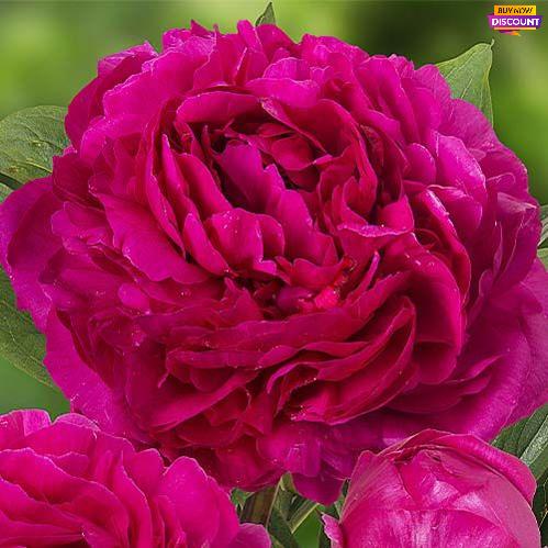 Peony Kansas - Peony Plants from Holland - Peonita