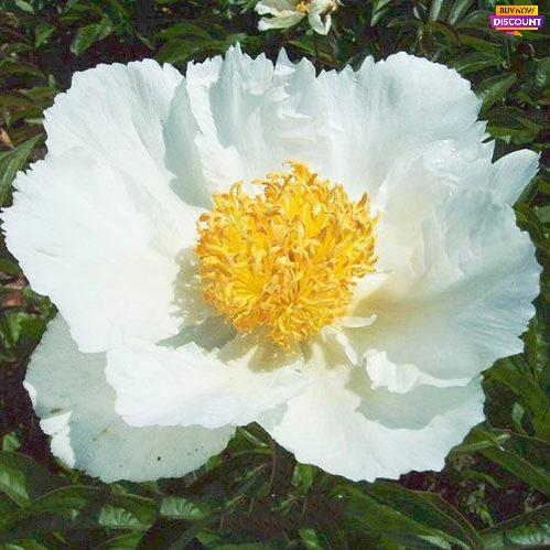 Peony Krinkled White - Peony Plants from Holland - Peonita