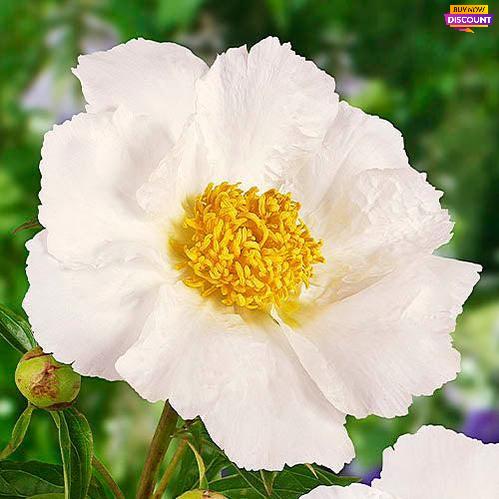 Peony Krinkled White - Peony Plants from Holland - Peonita