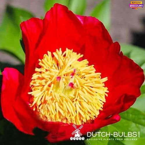 Peony Little Corporal - Peony Plants from Holland - Peonita