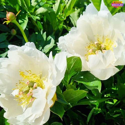 Peony Love Affair (Hollingsworth) (ITOH ) - Peony Plants from Holland - Peonita