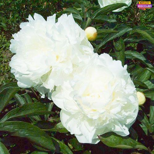 Peony Mad. Claude Tain - Peony Plants from Holland - Peonita