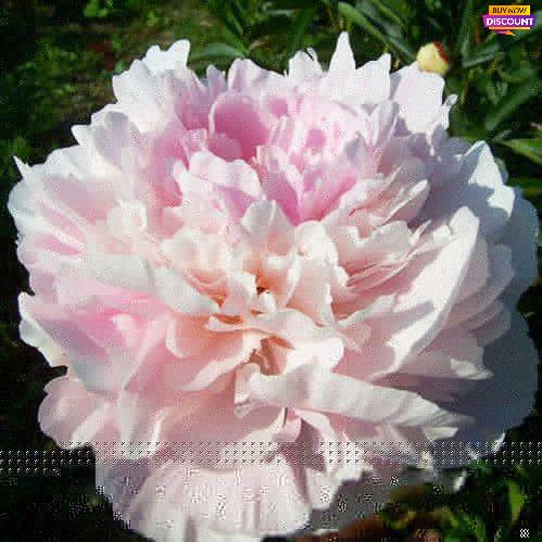 Peony Mons Charles Leveque - Peony Plants from Holland - Peonita
