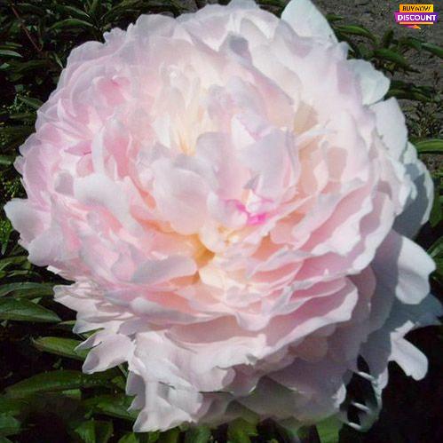 Peony Mons Charles Leveque - Peony Plants from Holland - Peonita