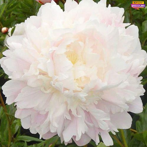 Peony Moon River - Peony Plants from Holland - Peonita