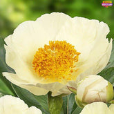 Peony Moonrise - Peony Plants from Holland - Peonita
