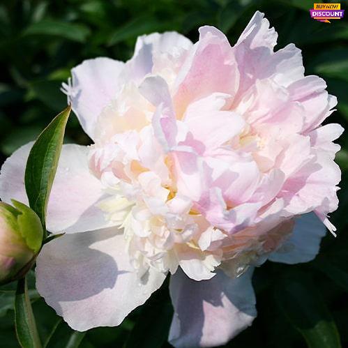 Peony Mr Ed - Peony Plants from Holland - Peonita