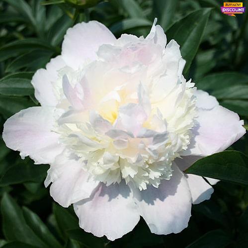 Peony Mr Ed - Peony Plants from Holland - Peonita