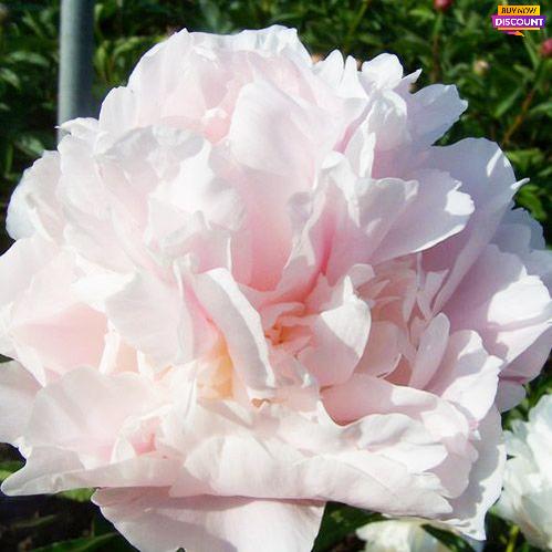 Peony My Love - Peony Plants from Holland - Peonita