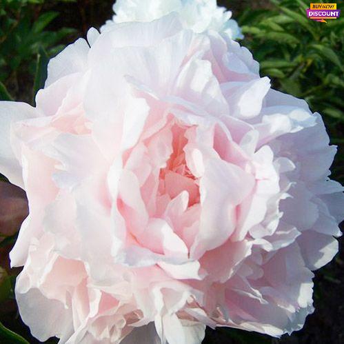 Peony My Love - Peony Plants from Holland - Peonita
