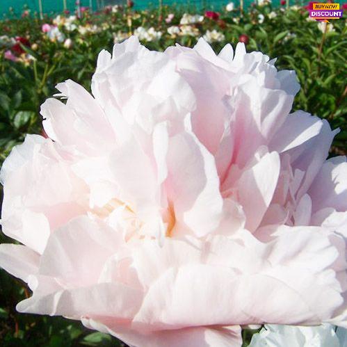 Peony My Love - Peony Plants from Holland - Peonita