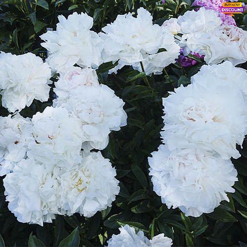 Peony My Love - Peony Plants from Holland - Peonita