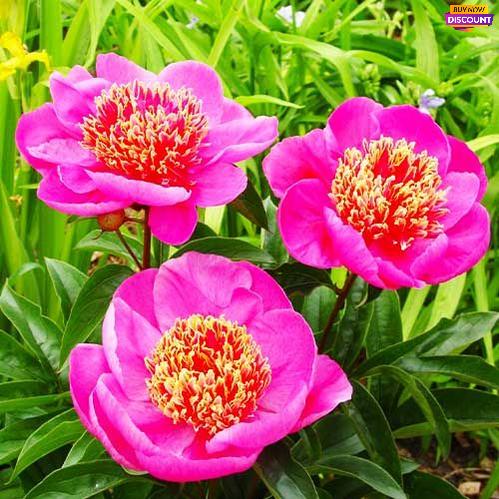 Peony Neon - Peony Plants from Holland - Peonita