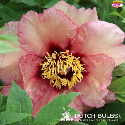 Peony Nike - Peony Plants from Holland - Peonita