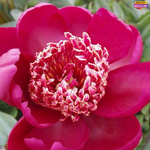 Peony Nippon Beauty - Peony Plants from Holland - Peonita
