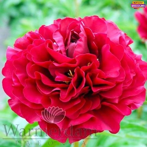 Peony Old Faithful - Peony Plants from Holland - Peonita