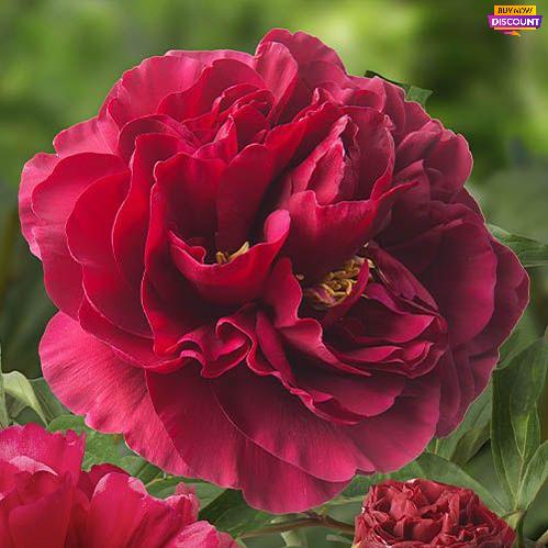 Peony Old Faithful - Peony Plants from Holland - Peonita