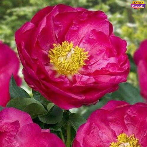 Peony Patio Peony Athens - Peony Plants from Holland - Peonita
