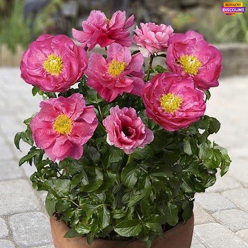 Peony Patio Peony Athens - Peony Plants from Holland - Peonita