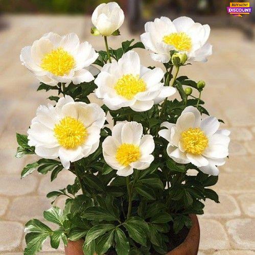 Peony Patio Peony Dublin - Peony Plants from Holland - Peonita
