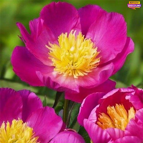 Peony Patio Peony Kiev - Peony Plants from Holland - Peonita