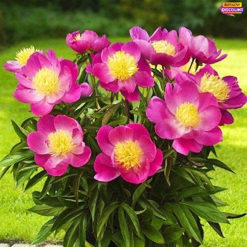 Peony Patio Peony Kiev - Peony Plants from Holland - Peonita