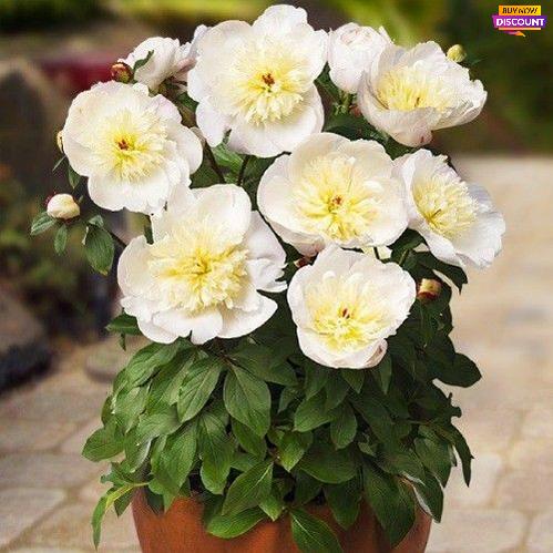 Peony Patio Peony Madrid - Peony Plants from Holland - Peonita