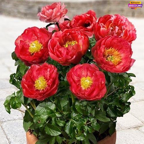 Peony Patio Peony Moscow - Peony Plants from Holland - Peonita