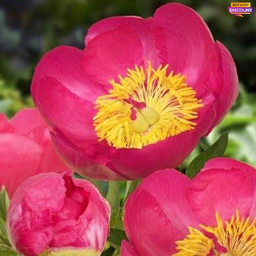 Peony Patio Peony Oslo - Peony Plants from Holland - Peonita