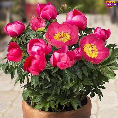 Peony Patio Peony Oslo - Peony Plants from Holland - Peonita