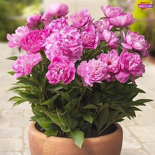Peony Patio Peony Rome - Peony Plants from Holland - Peonita