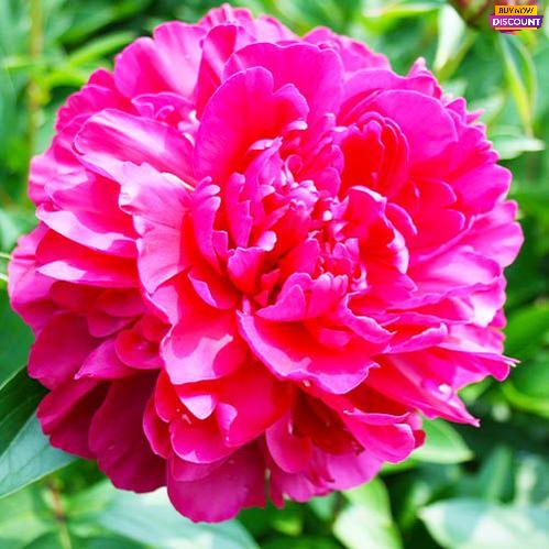 Peony Paul M. Wild - Peony Plants from Holland - Peonita