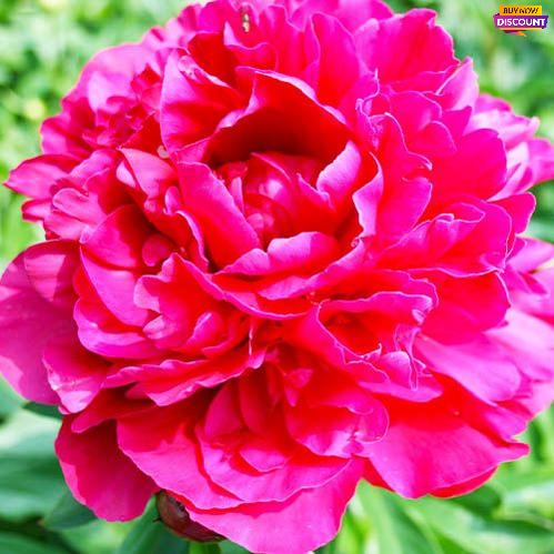 Peony Paul M. Wild - Peony Plants from Holland - Peonita
