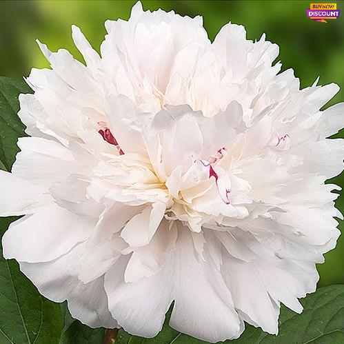 Peony Pecher - Peony Plants from Holland - Peonita