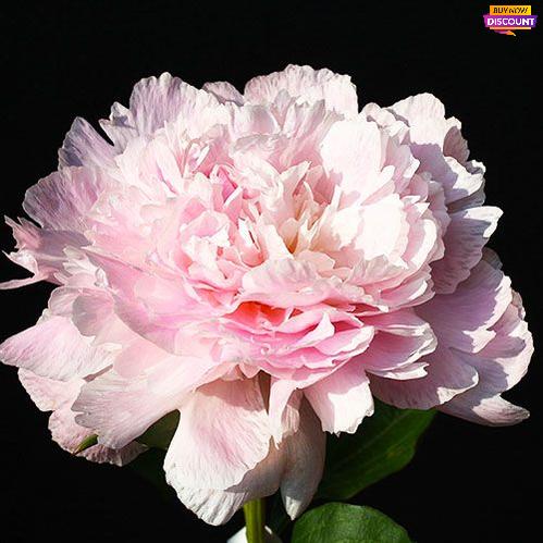 Peony Pecher - Peony Plants from Holland - Peonita