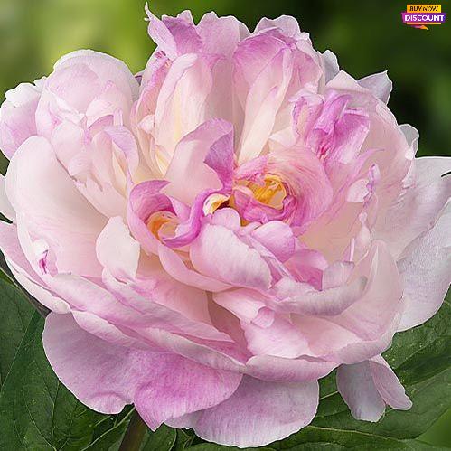 Peony Pecher - Peony Plants from Holland - Peonita