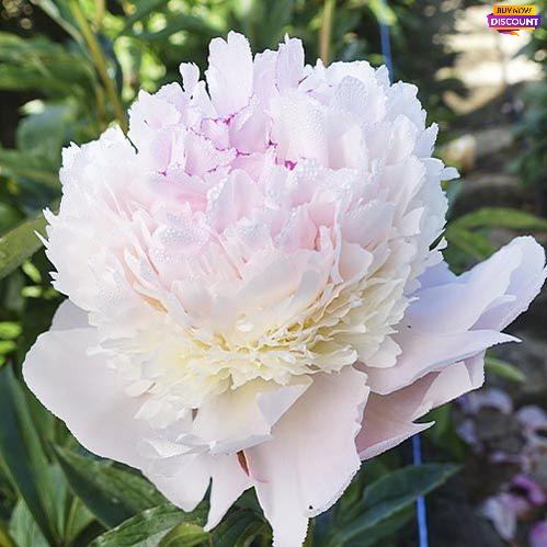 Peony Pecher - Peony Plants from Holland - Peonita