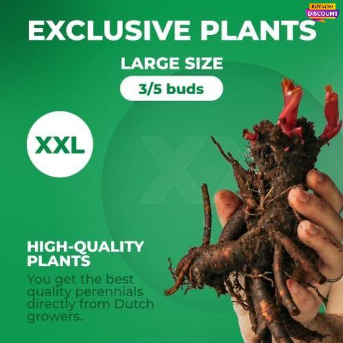 Peony Pecher - Peony Plants from Holland - Peonita